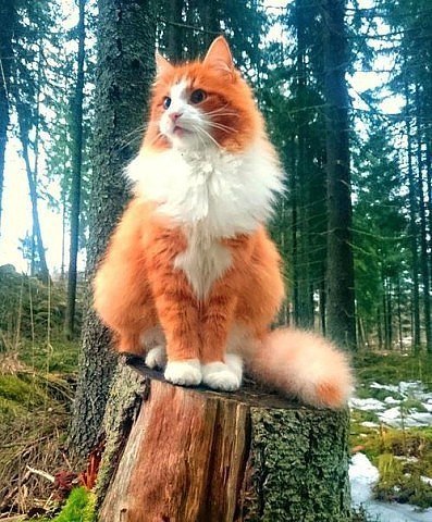 @. ))