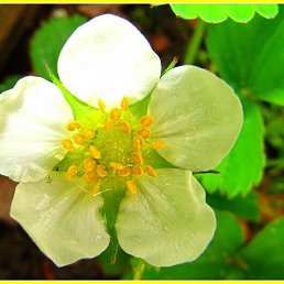 Mari, �����-���������