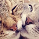 ���� ����, ������� - ��������� 11 ���� 2016 � ������ ������ ��������