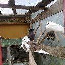 ���� Kazimieras, ����� - ��������� 8 �������� 2016 � ������ �U soseda�