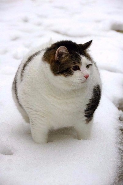  -    - 4