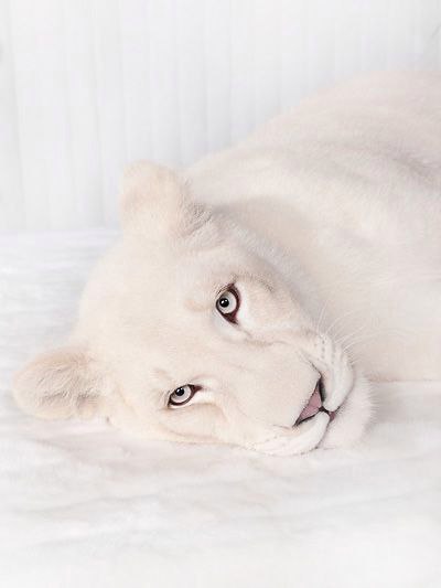    - 21  2016  15:46 - 2