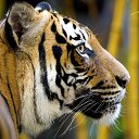 ���� ��������, �������, 41 ��� - ��������� 8 �������� 2016 � ������ ���� ����������