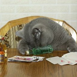 Cat, �����-��������, 34 ����