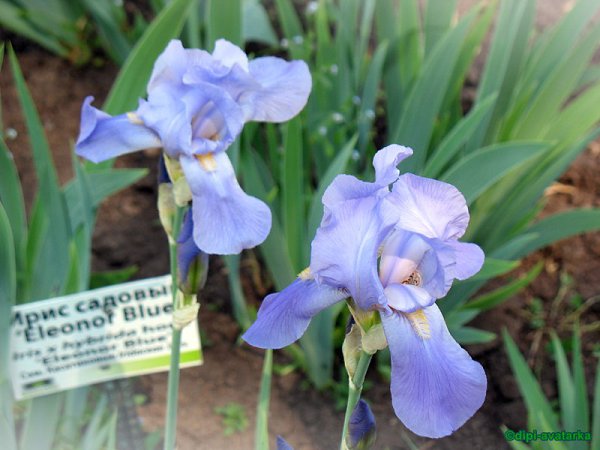 dipi-avatarka - 1  2016  19:19