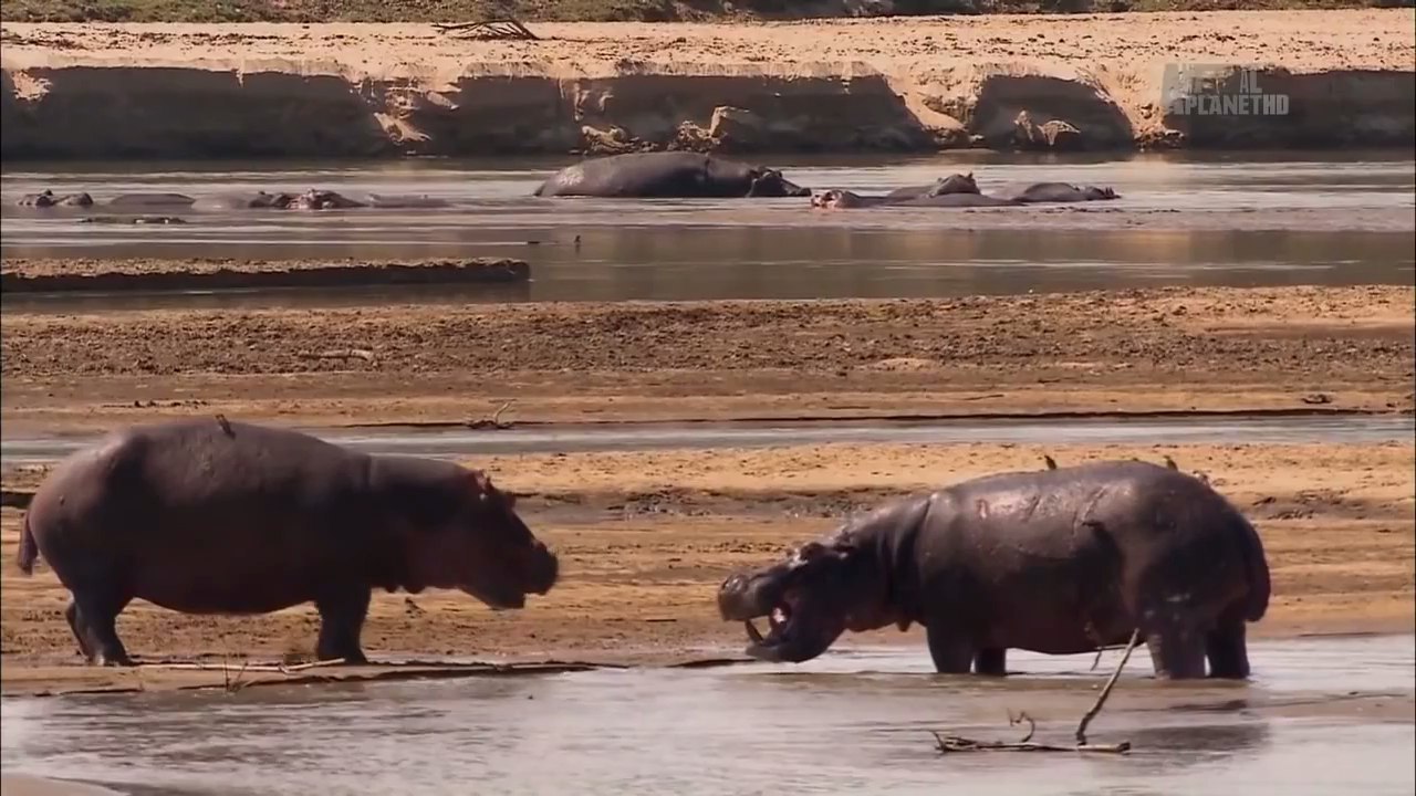  .(Hippo Gangs)    .      ,   ... - 3