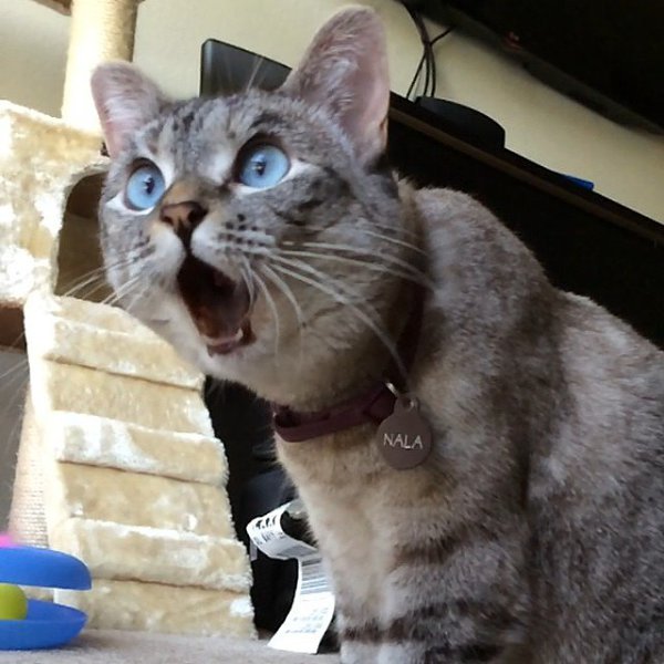 CATS OF ALL - 31  2016  21:10