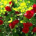 ���� Ptihka Pevhaya, ��� - ��������� 21 ������� 2016 � ������ ��� ����������