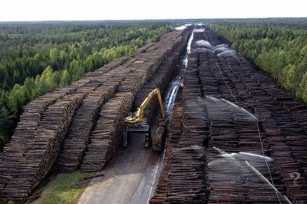 Что уничтожил человек на планете Земля за последние 50 лет.Человечество за последние 50 лет ...