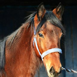 &bull;�����&bull;, ���������, 23 ����