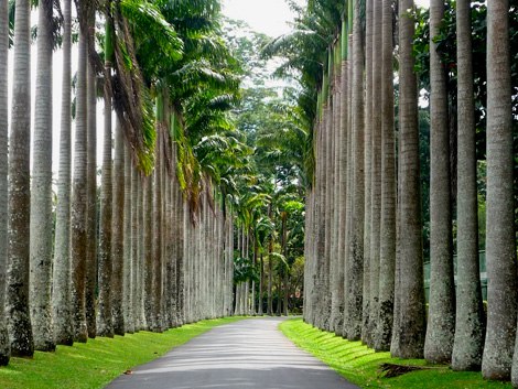    (Royal Botanical Garden)       .   ... - 9