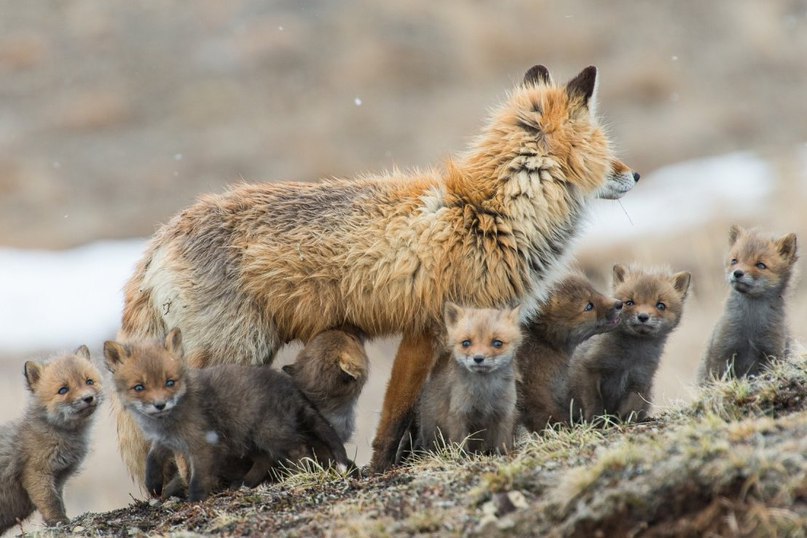 Живая природа - 3 июня 2016 в 13:16 - 4