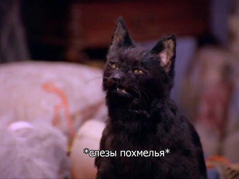 Моё состояние по жизни: кот Салем