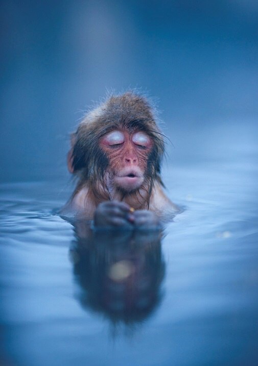        (Jigokudani Yaen-koen, Jigokudani Monkey Park)  ...