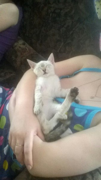 #Безкота_добро.Нашла Симбу в возрасте 2-х недель на улице.из-за того,что кот долго был под дождем у ... - 3