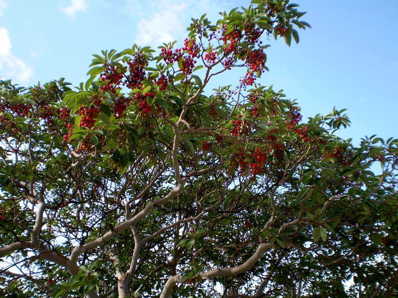  ,  (Arbutus) -  ,   - 2