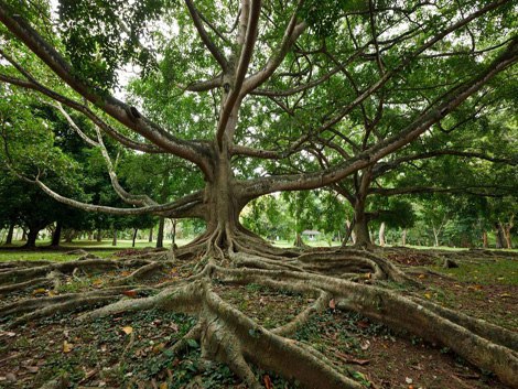    (Royal Botanical Garden)       .   ... - 8