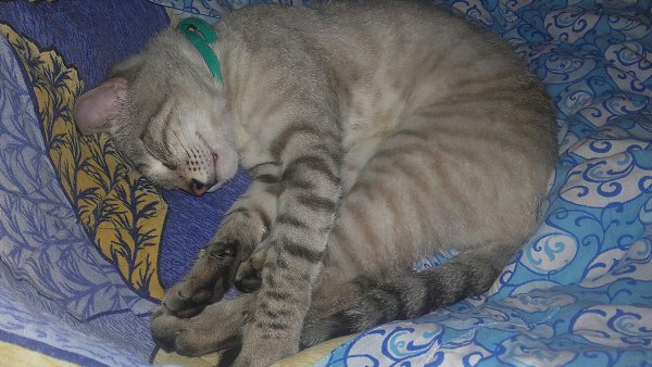 #Безкота_добро.Нашла Симбу в возрасте 2-х недель на улице.из-за того,что кот долго был под дождем у ... - 2