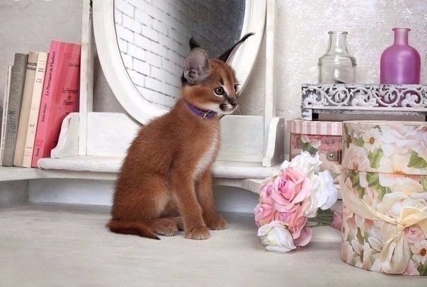   -.#animal@travel.blog - 2