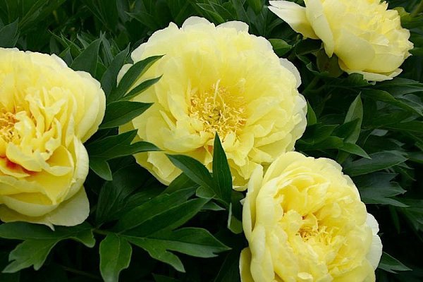 @. Пион Paeonia Наибольшую популярность культура выращивания пионов приобрела в древнем Китае. Пион ... - 11