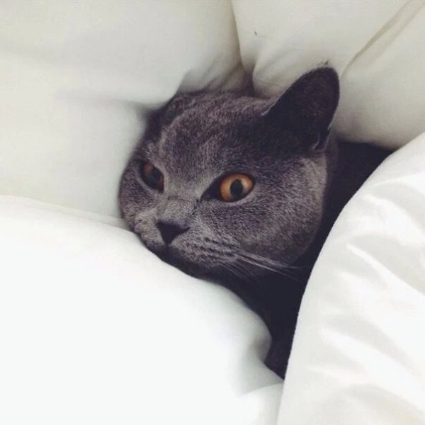 Сон, как вай- фай, ловит везде - на работе, на улице, в транспорте... Но когда дома легла в кровать ...