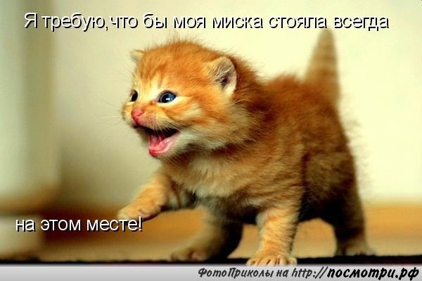 Без кота и жизнь не та - 16 марта 2016 в 09:32