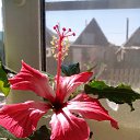 ���� �������, ��������, 54 ���� - ��������� 16 ��� 2016 � ������ ���� ����������