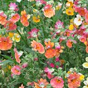 ���� �����, ������, 48 ��� - ��������� 14 ������� 2016 � ������ ��������