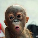 ���� ���������, ������ - ��������� 8 �������� 2016 � ������ ���� ����������