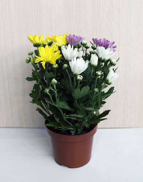  .  Chrysanthemum    ,  ... - 4