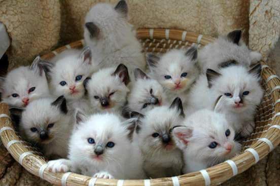 CATS OF ALL - 12 ������ 2016 � 23:32