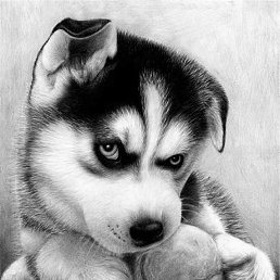 �������, ���������