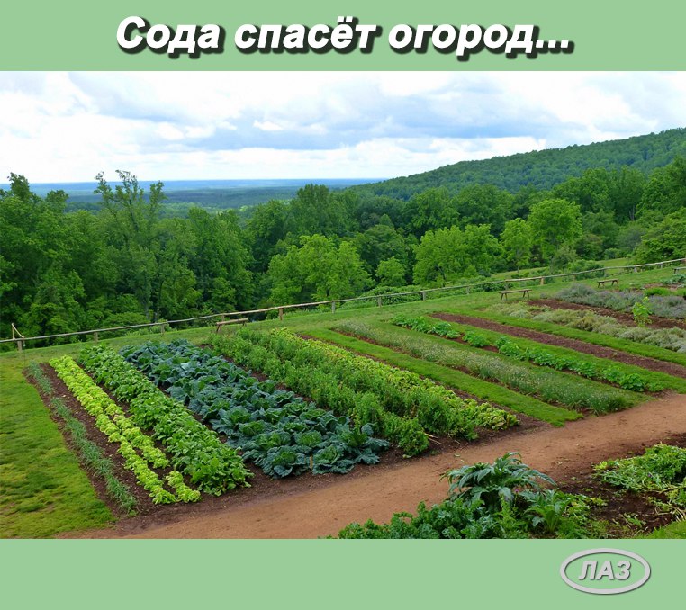 Сода спасёт ваш огород. Сода – один из помощников дачника, которую можно без проблем приобрести в ...