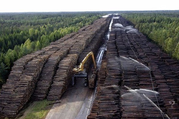 Что уничтожил человек на планете Земля за последние 50 лет.Человечество за последние 50 лет ...