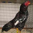 ���� �����, ������, 55 ��� - ��������� 23 ������ 2016 � ������ ���� ����������