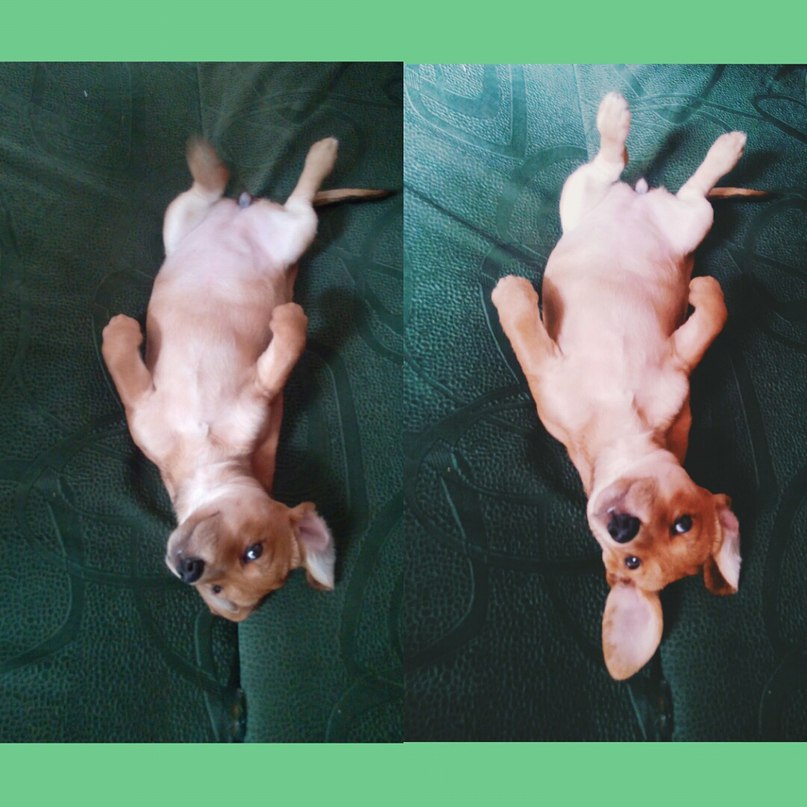   ))