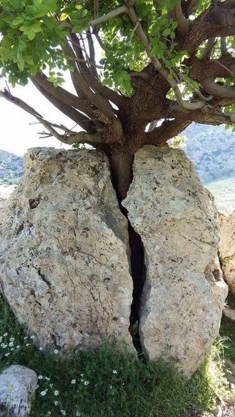 ,  