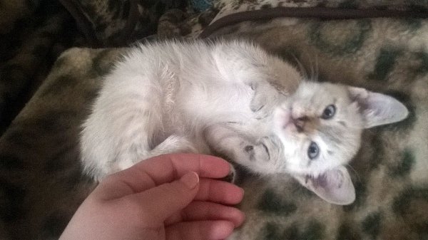 #Безкота_добро.Нашла Симбу в возрасте 2-х недель на улице.из-за того,что кот долго был под дождем у ... - 4