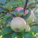 ���� �� ������� ���� ����������