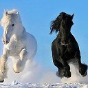 ���� ����, ����������, 48 ��� - ��������� 4 �������� 2016 � ������ ������ ��������