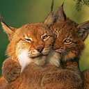 ���� �����, ���������, 37 ��� - ��������� 18 ������ 2016 � ������ ���� ����������