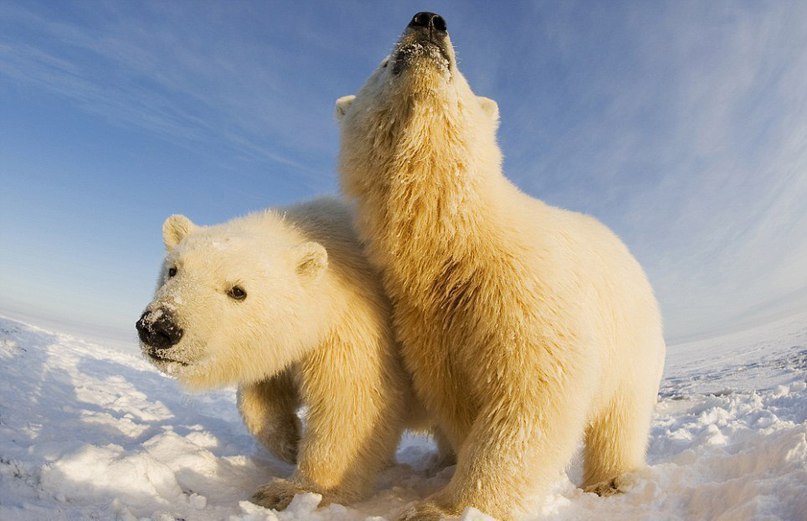    .  Steven Kazlowski    Arctic National ... - 7