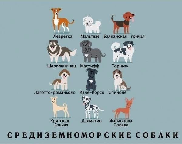  .#animal@travel.blog - 8
