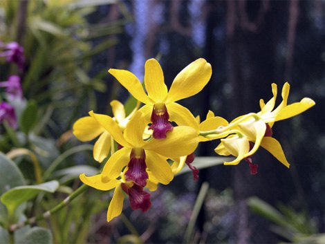 Королевский Ботанический Сад (Royal Botanical Garden) в Перадении один из лучших в Азии. Созданный в ... - 13