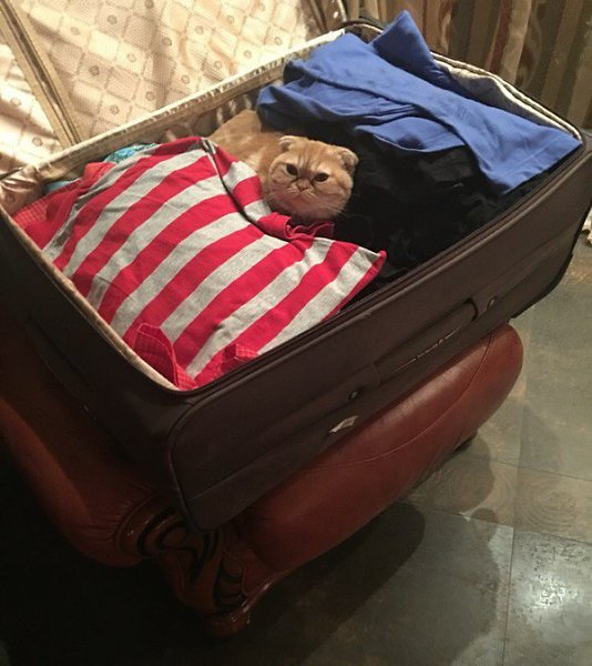 Потому что котик считает, что самое главное в отпуске - это он