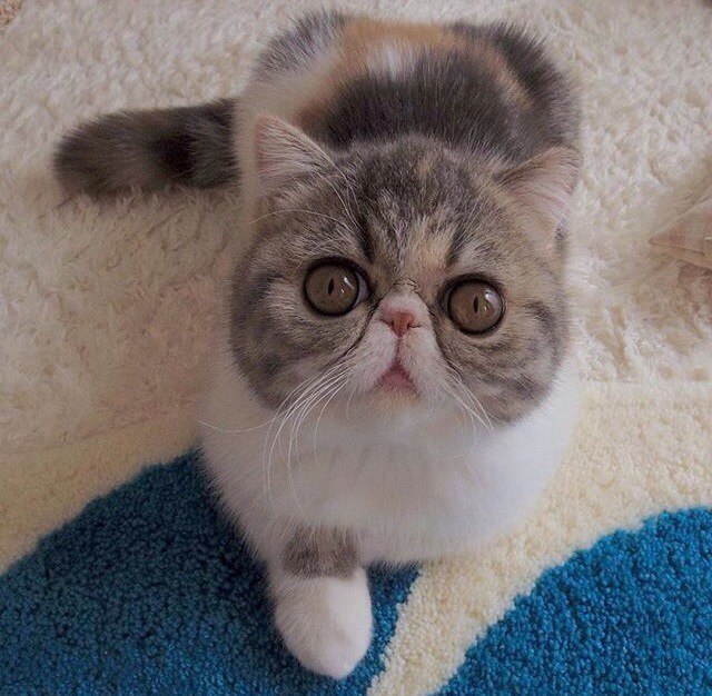  :3