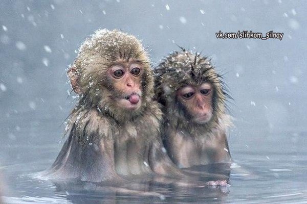 — Ты одна такая ненормальная? — Нее, у меня еще подруга есть...)))