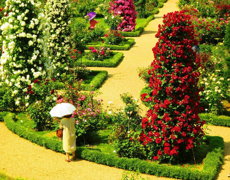 Kawazu Bagatelle Rose Garden. .Kawazu Bagatelle Rose Garden    ... - 3