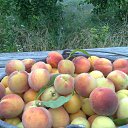 ���� Filip Lungu, �������, 66 ��� - ��������� 29 ���� 2016 � ������ ������� ����������