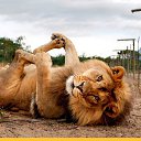  Dmitri, , 50  -  16  2016    